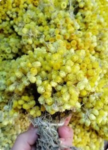 Mimoza Sarı renkli demet çiçek