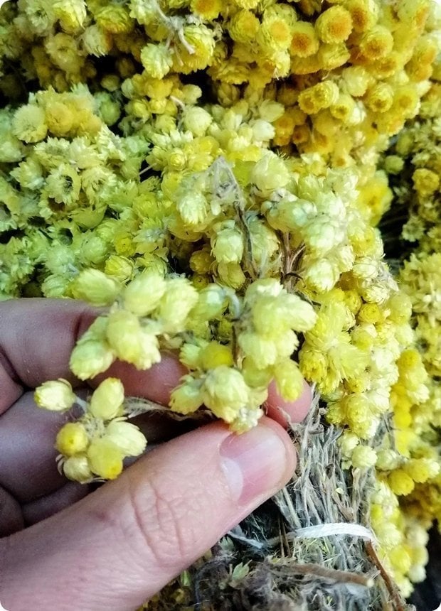 Mimoza Sarı renkli demet çiçek