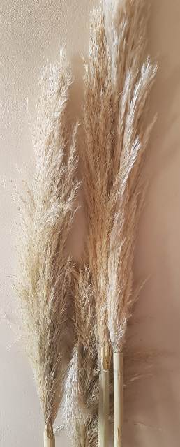 Büyük Tek dal doğal pampas