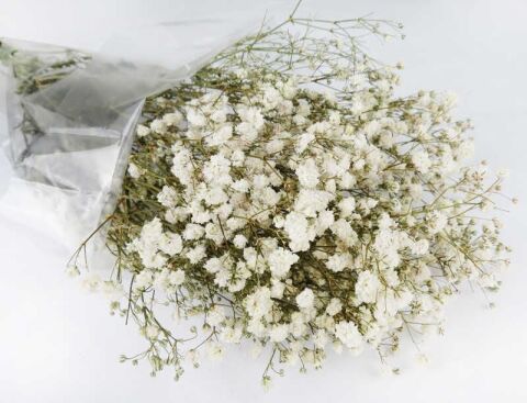 ÇİÇEK DOĞAL CİPSO PK:50 GR BEYAZ KL:35