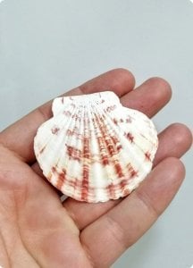 Deniz Kabuğu Büyük