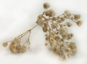 50 GRAM ÇİÇEK DOĞAL CİPSO NATUREL RENK