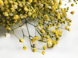 50 GRAM ÇİÇEK DOĞAL CİPSO SARI
