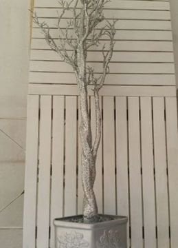 Saksıda Dilek Şeker (kurabiye) Sunum ağacı  120  cm