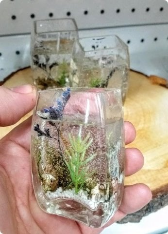 6 adet deniz süsü objeli jel mum